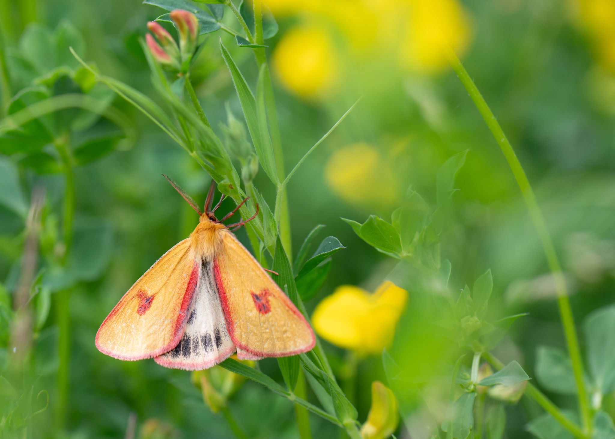 Rotrandbär Clouded border moth (Diacrisia sannio)